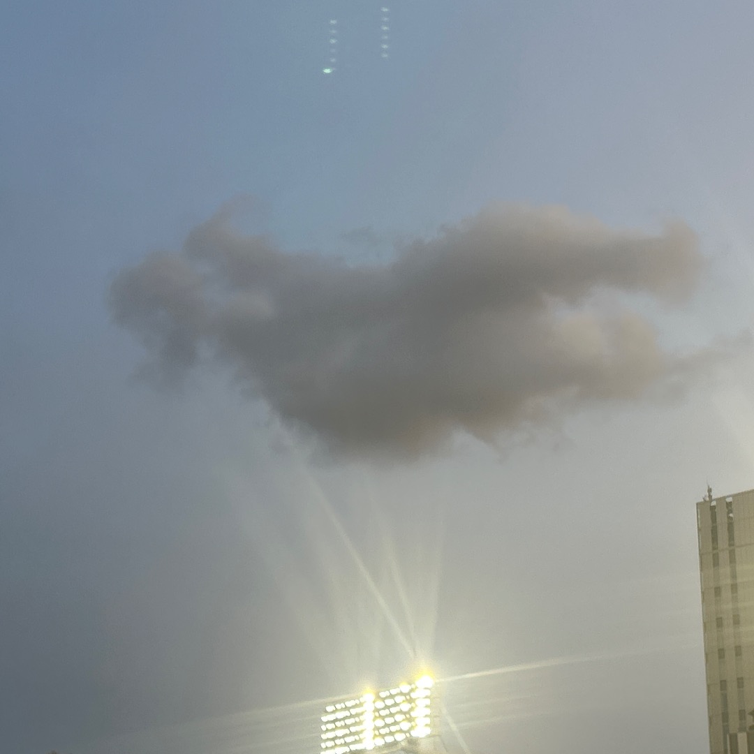 ワニグモの写真